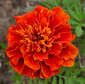 Salano Marigold Seeds