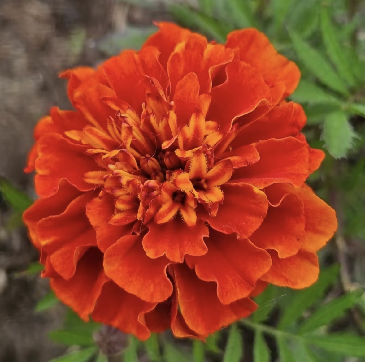 Salano Marigold Seeds